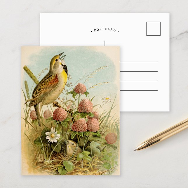 Nordamerikanska fåglar | Robert Ridgway Vykort (Skapare uppladdad)