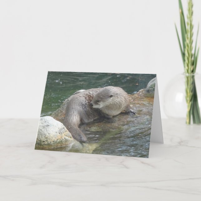 Nordamerikanska floden Otter #2 Kort (Framsida)