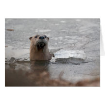 Nordamerikanska floden Otter