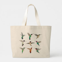 Nordamerikanska Hummingbird