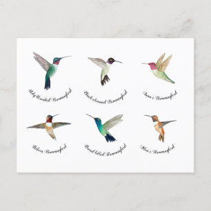 Nordamerikanska Hummingbird Vykort