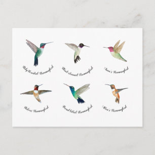 Nordamerikanska Hummingbird Vykort
