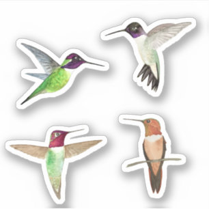 Nordamerikanska Hummingfåglar Klistermärken