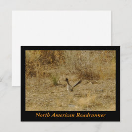 Nordamerikanska roadrunner-vykort vykort