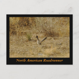 Nordamerikanska roadrunner-vykort vykort