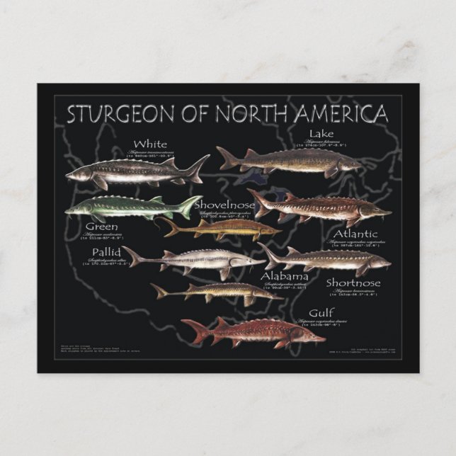Nordamerikanska Sturgeon-Black-Poster-vykort Vykort (Framsida)
