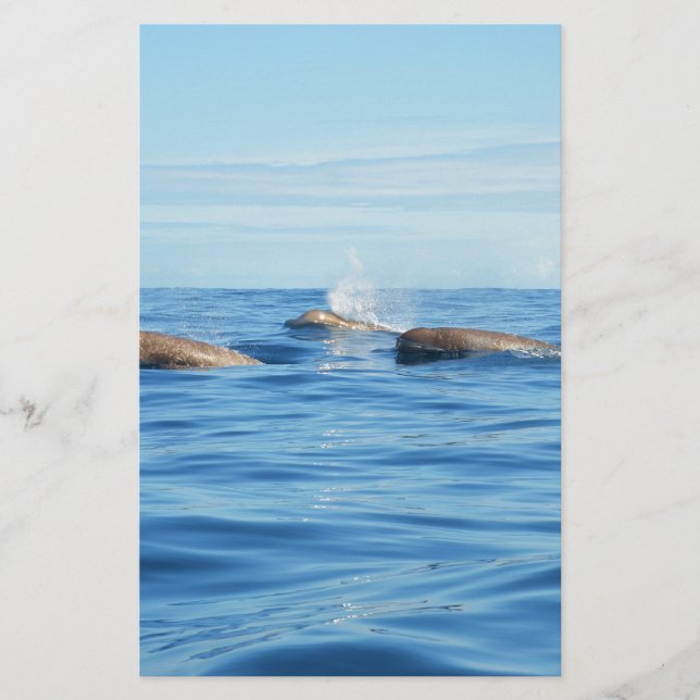 Nordatlantiska bottenvalar (Framsida)