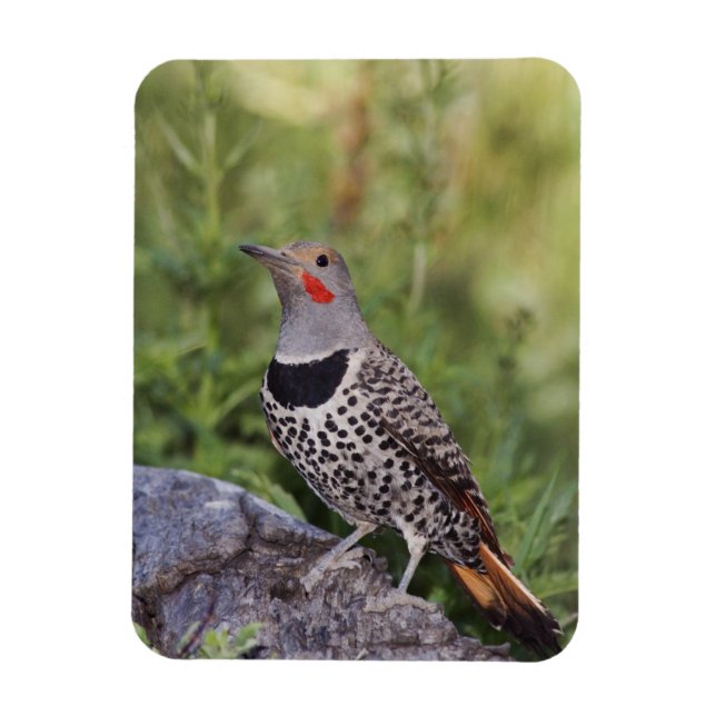 Nordflimmer, Colaptes auratus, rödfläckad Magnet (Vertikal)