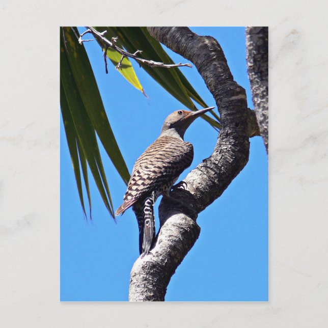 Nordflimmer Vykort (Framsida)