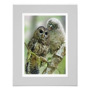 Nordhavsfläckad Uggla (Strix occidentalis) 11 x 14 Fototryck