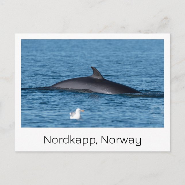 Nordkapp, Norge souvenir-kort. Vykort (Framsida)