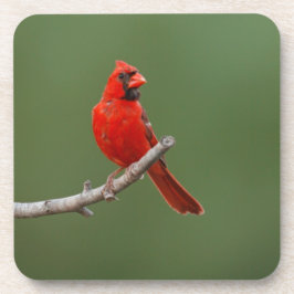 Nordkardinal Underlägg