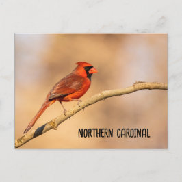 Nordkardinal Vykort