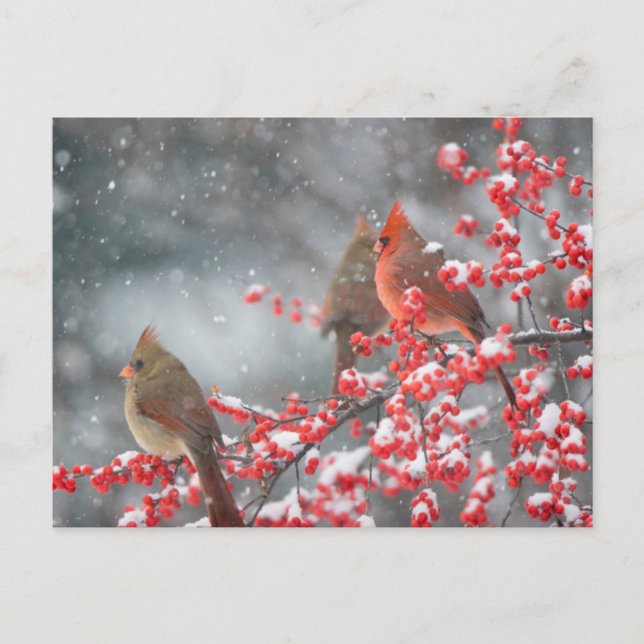 Nordkardinaler | Marion, Illinois Vykort (Framsida)