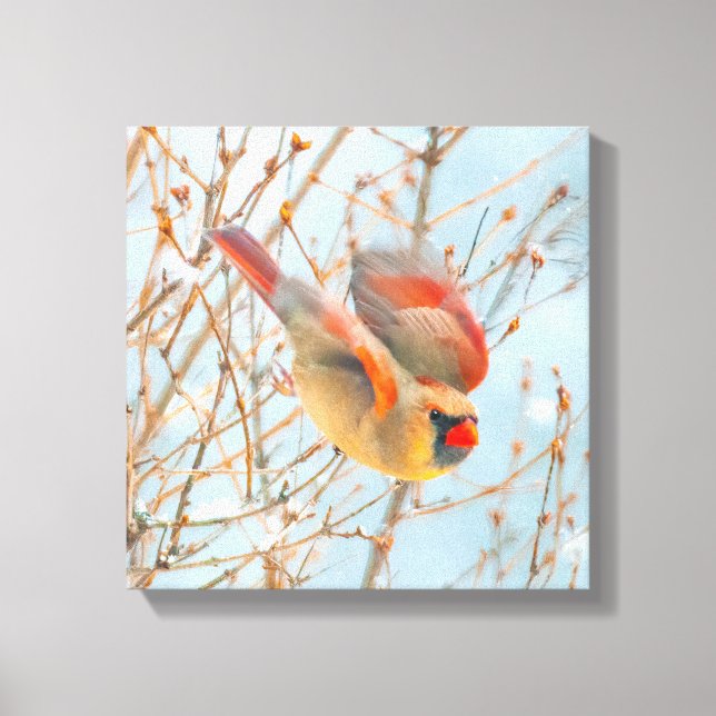 Nordkardinalflygning - originalfoto canvastryck (Framsida)