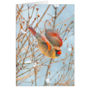 Nordkardinalflygning - originalfoto hälsningskort