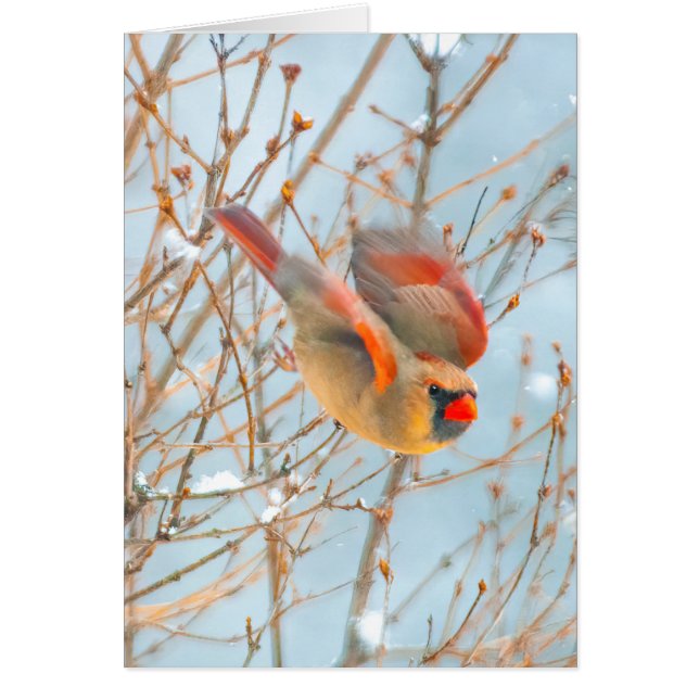 Nordkardinalflygning - originalfoto hälsningskort (Framsidan)
