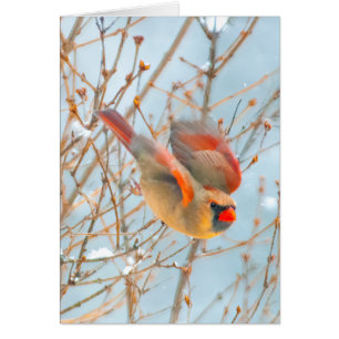 Nordkardinalflygning - originalfoto hälsningskort