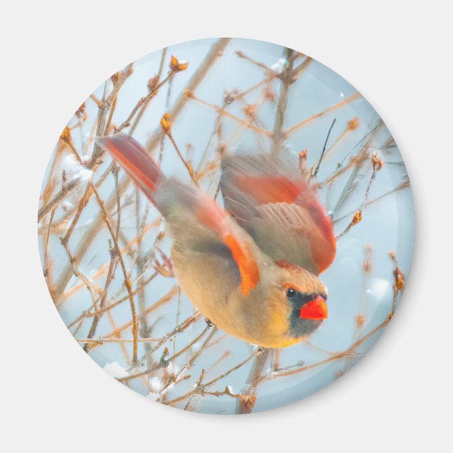 Nordkardinalflygning - originalfoto magnet (Framsidan)