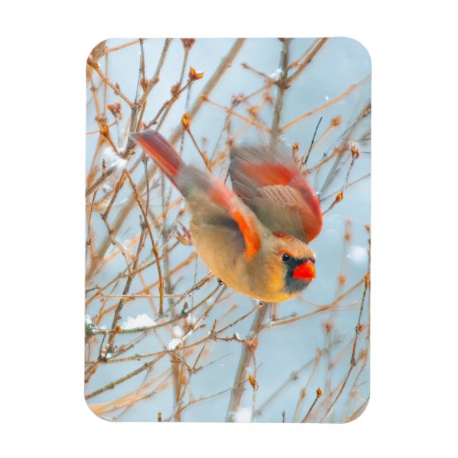 Nordkardinalflygning - originalfoto magnet (Vertikal)