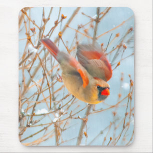 Nordkardinalflygning - originalfoto musmatta