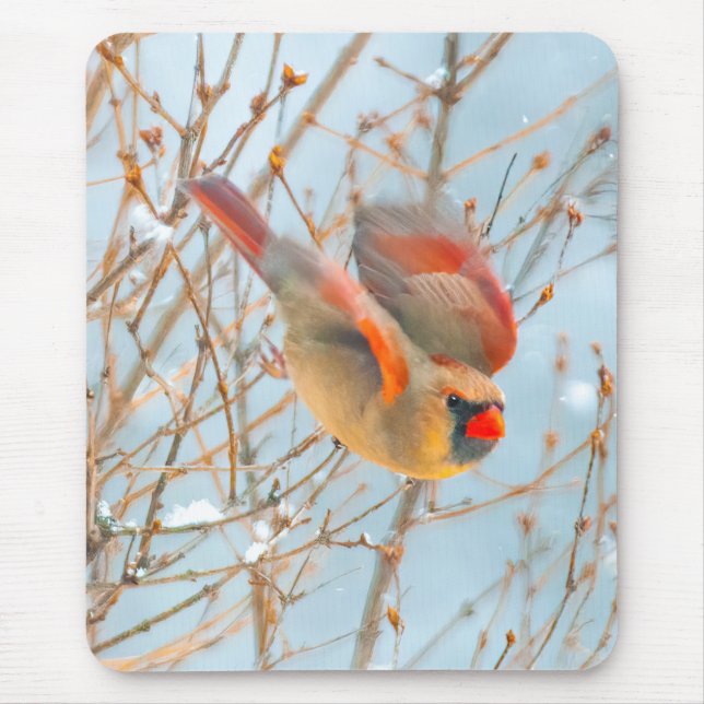 Nordkardinalflygning - originalfoto musmatta (Framsidan)