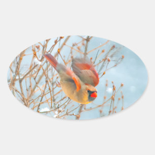 Nordkardinalflygning - originalfoto ovalt klistermärke