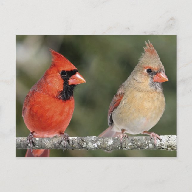Nordkardinalfotovykort Vykort (Framsida)