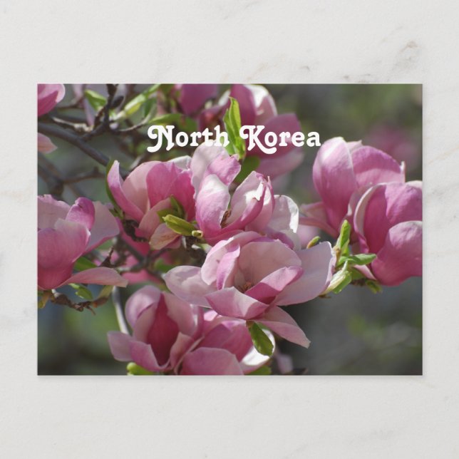 Nordkorea Magnolia Vykort (Framsida)
