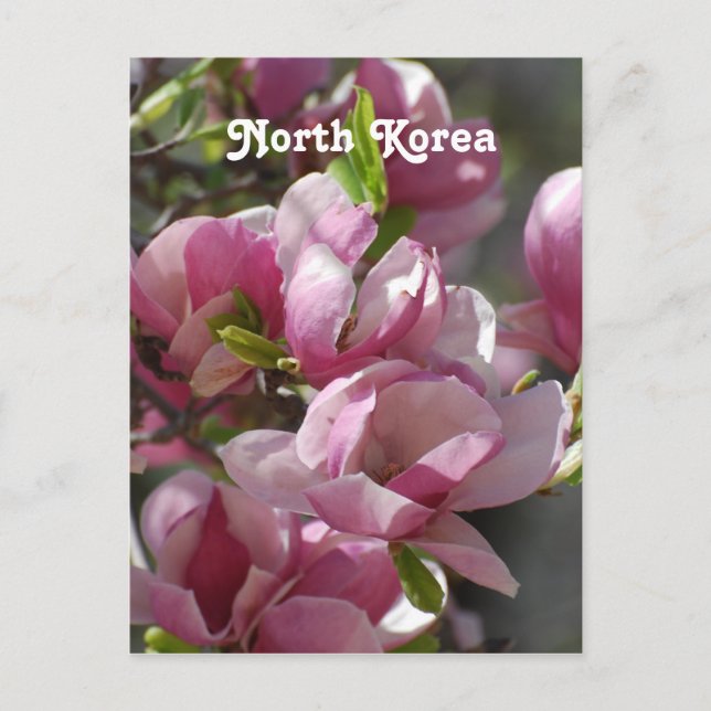 Nordkorea Magnolia Vykort (Framsida)
