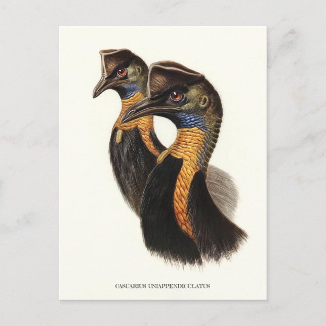 Nordkust, Vintage fåglar Vykort (Framsida)