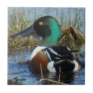 Nordlig drake för Shoveler B25 Kakelplatta