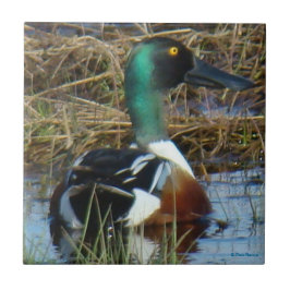 Nordlig drake för Shoveler B26 Kakelplatta