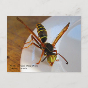 Nordlig eller gyllene Papper Wasp (P. fuscatus) Dr Vykort