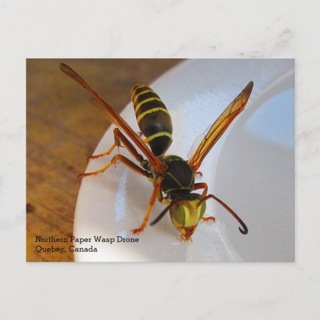 Nordlig eller gyllene Papper Wasp (P. fuscatus) Dr Vykort (Framsida)