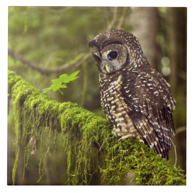 Nordlig fläckuggla (Strix occidentals caurina) Kakelplatta (Framsidan)