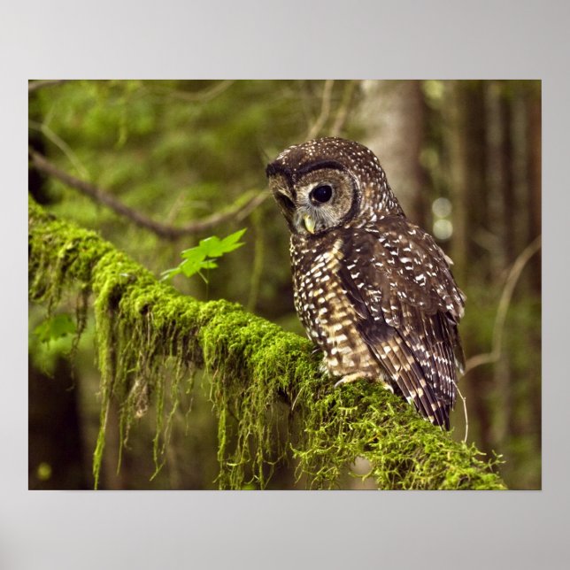 Nordlig fläckuggla (Strix occidentals caurina) Poster (Framsidan)