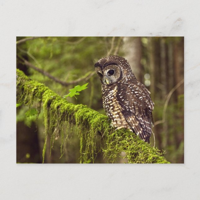 Nordlig fläckuggla (Strix occidentals caurina) Vykort (Framsida)