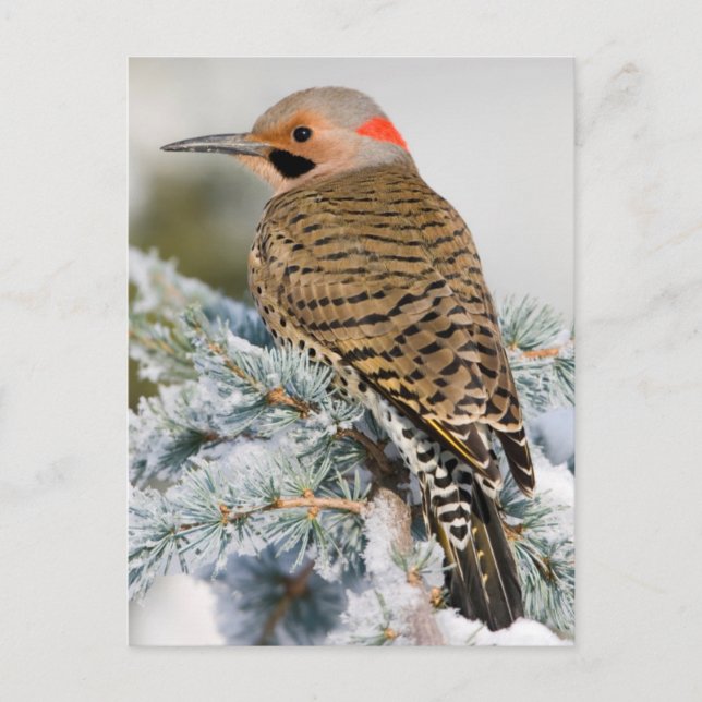 Nordlig Flicker Vykort (Framsida)