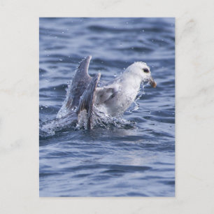 Nordlig fulmar vykort