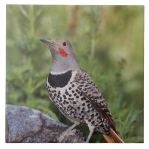Nordlig göktyta, Colaptes auratus, Rödaxlad Kakelplatta