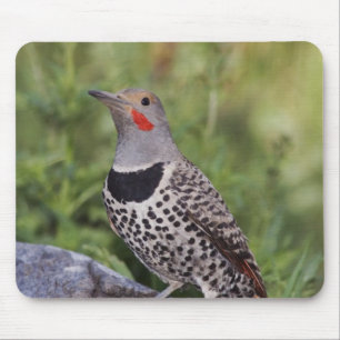 Nordlig göktyta, Colaptes auratus, Rödaxlad Musmatta