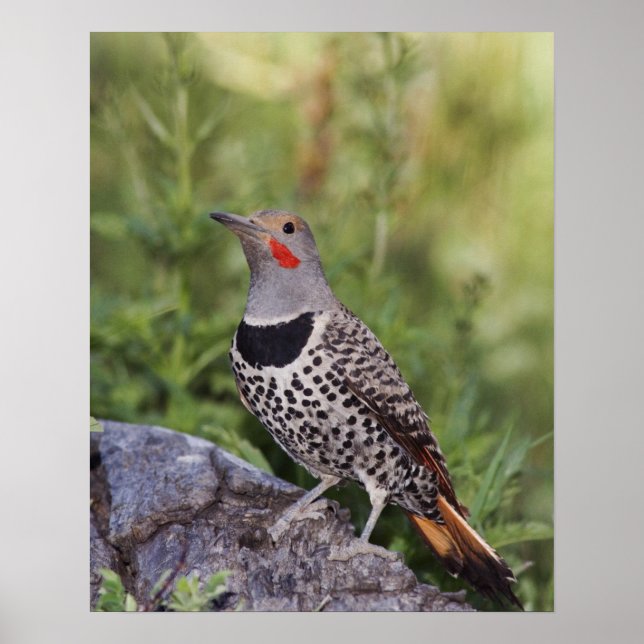 Nordlig göktyta, Colaptes auratus, Rödaxlad Poster (Framsidan)