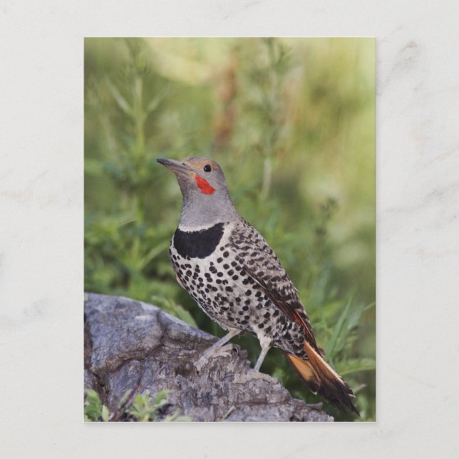 Nordlig göktyta, Colaptes auratus, Rödaxlad Vykort (Framsida)