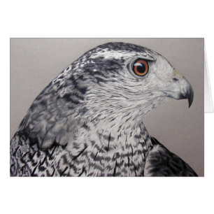 Nordlig Goshawk Hälsningskort