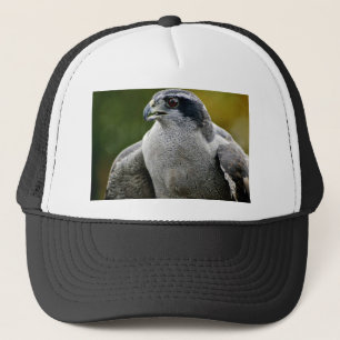 Nordlig Goshawk Keps