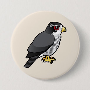 Nordlig Goshawk Knapp