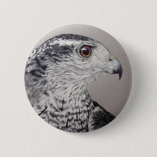 Nordlig Goshawk Knapp