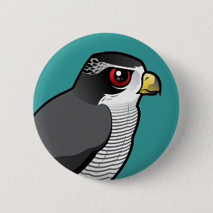 Nordlig Goshawk Knapp