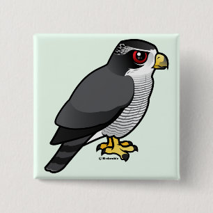 Nordlig Goshawk Knapp